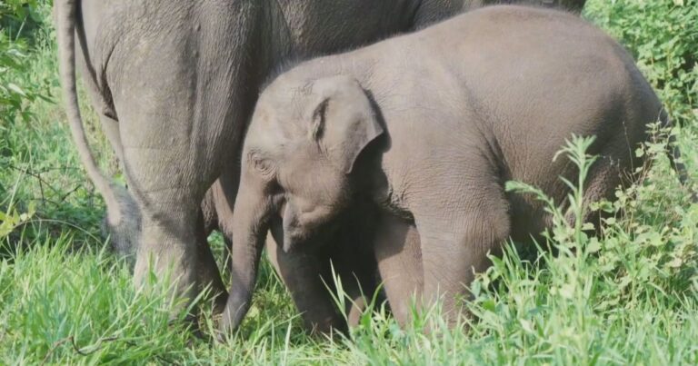 Vídeo: Elefante-asiático nasce com peso recorde na China