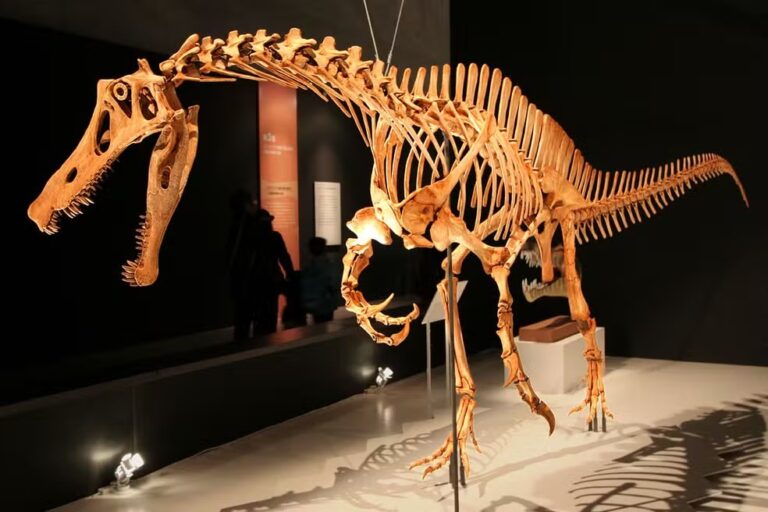 Crânio de dinossauro contrabandeado do Brasil há mais de 30 anos pode voltar ao país