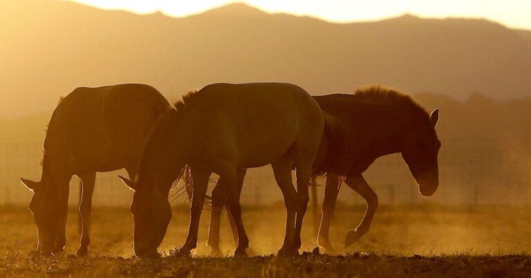 Fabricante de ração é processada por mortes de cavalos e riscos à saúde