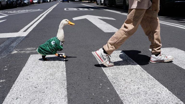 Vídeo. México: pato Merlin torna-se mascote viral do Mundial