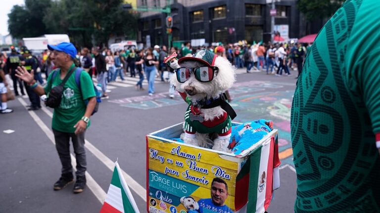 Vídeo. Mundial: cão resgatado Osito conquista adeptos