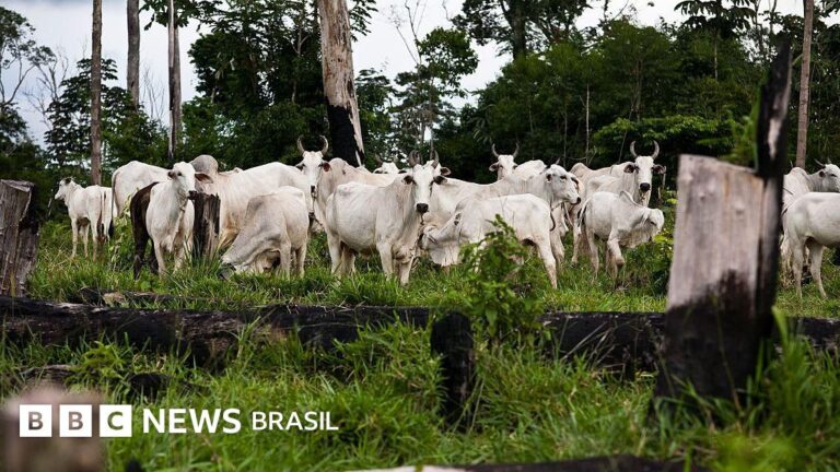 Pecuária brasileira na ‘lista suja’: o que EUA dizem sobre trabalho forçado no Brasil ao propor mais tarifas