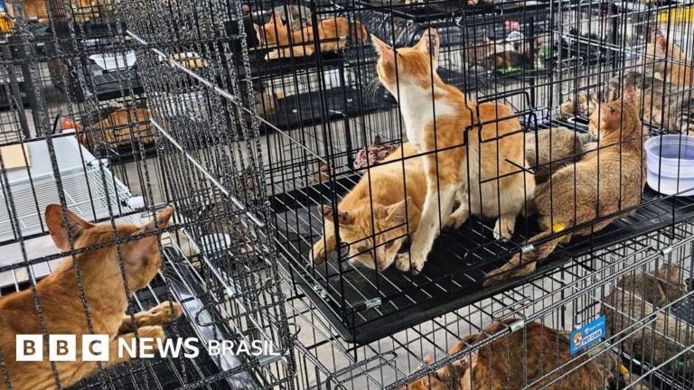 Rede que roubava gatos para consumo humano é desmantelada no Vietnã e centenas de animais são salvos