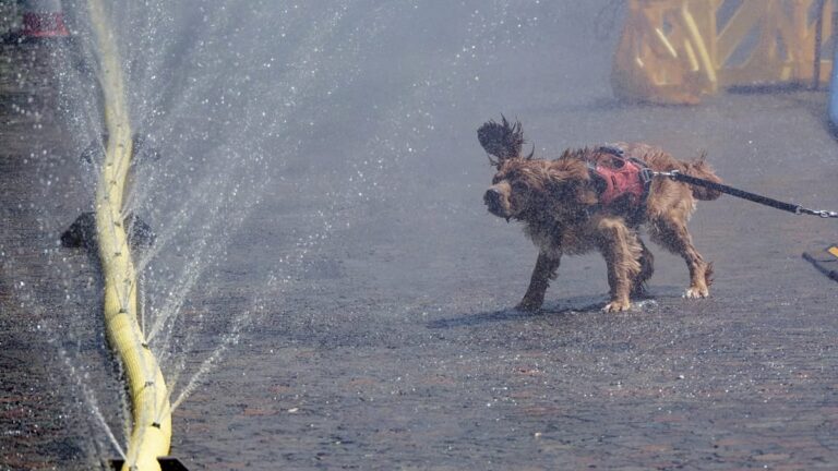 Vídeo. Alemanha: onda de calor leva habitantes de Colónia a refrescarem-se na névoa