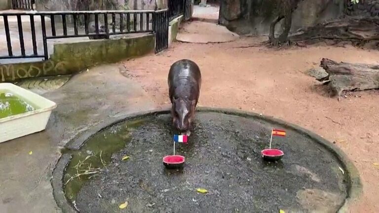 Vídeo. Tailândia: hipopótamo-anão prevê final França-Argentina no Mundial