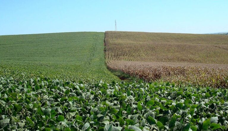 Chuvas fortes ameaçam safras do Sul do Brasil; Argentina tem clima ameno, mostra LSEG