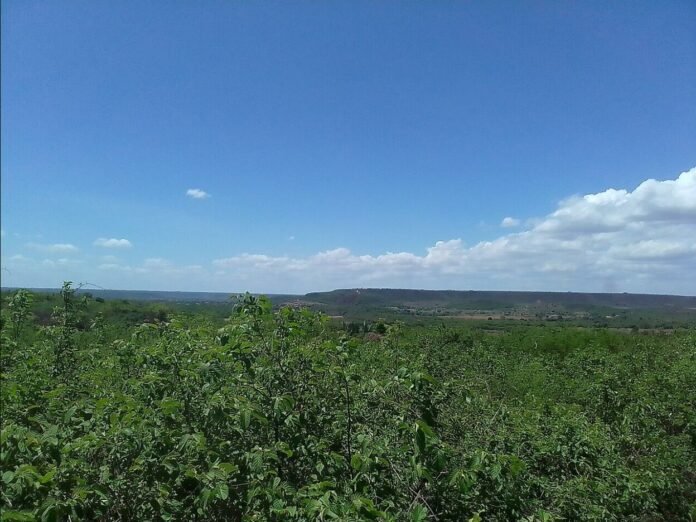 Vegetação da Caatinga em Araripina, no Sertão de Pernambuco