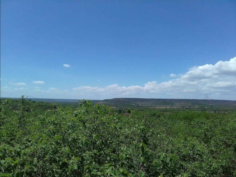 Vegetação da Caatinga em Araripina, no Sertão de Pernambuco