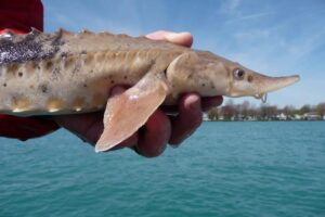 Peixe encontrado nos Grandes Lagos pode viver mais de 400 anos, aponta estudo Peixe encontrado nos Grandes Lagos pode viver mais de 400 anos, aponta estudo
