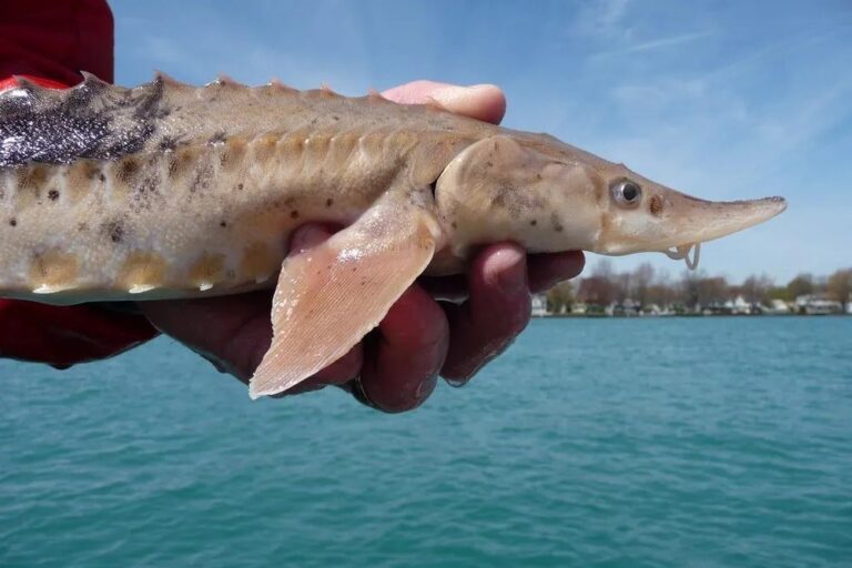 Peixe encontrado nos Grandes Lagos pode viver mais de 400 anos, aponta estudo