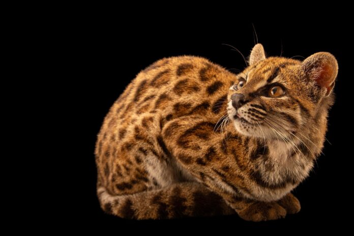 Cientistas descobrem nova espécie de felino selvagem pela primeira vez em mais de 100 anos