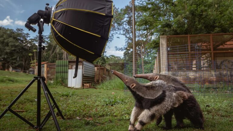 Rodovias, filhotes órfãos e a missão de um fotógrafo: a batalha para salvar o tamanduá-bandeira no Brasil