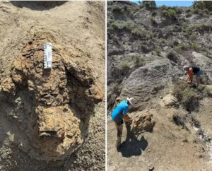 Pegadas de 66 milhões de anos revelam pela 1ª vez como um T. rex adulto caminhava