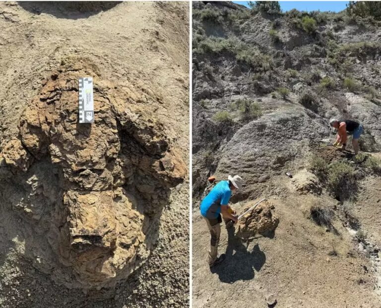 Pegadas de 66 milhões de anos revelam pela 1ª vez como um T. rex adulto caminhava
