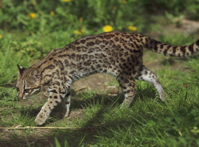 Cientistas descobrem o primeiro novo felino em 100 anos